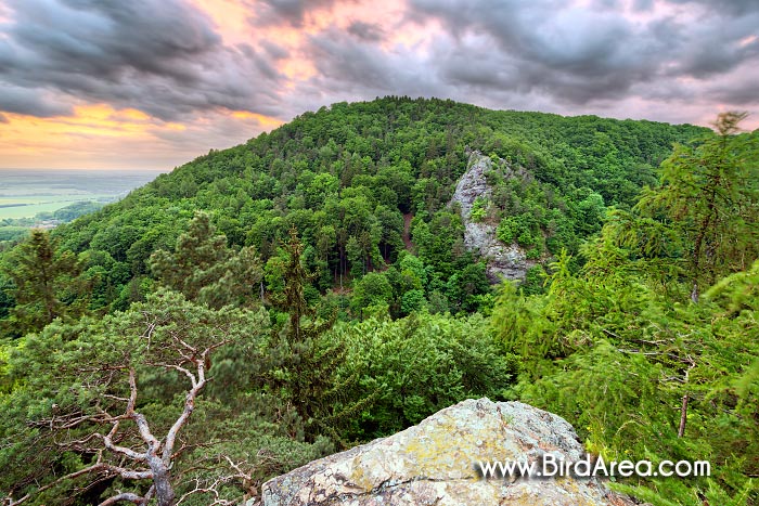 Národní přírodní rezervace Lichnice - Kaňkovy hory z vyhlídky Dívčí kámen