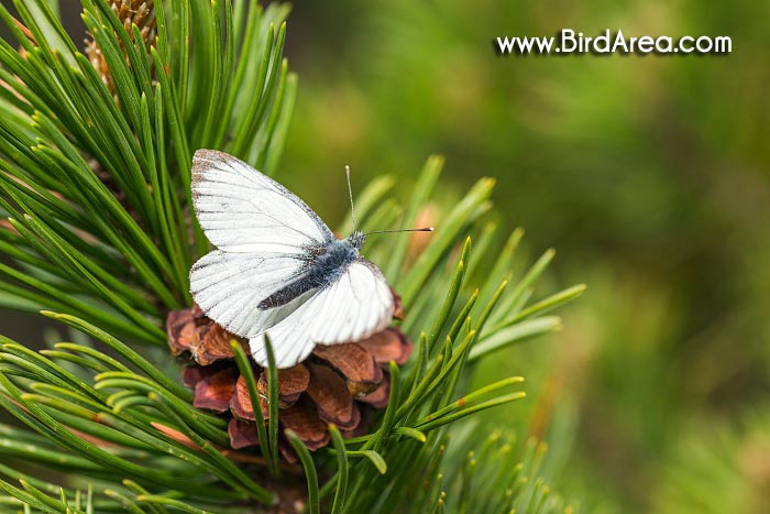 Bělásek řepkový (Pieris napi, Artogeia napi)