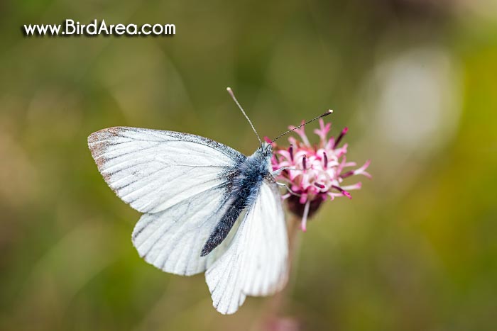 Bělásek řepkový (Pieris napi, Artogeia napi)