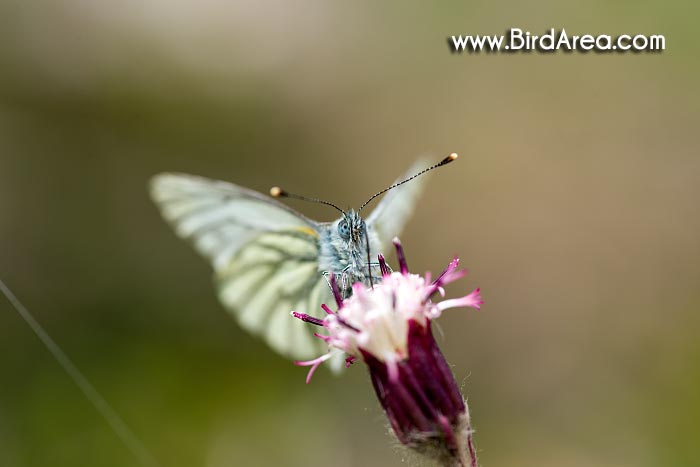 Bělásek řepkový (Pieris napi, Artogeia napi)