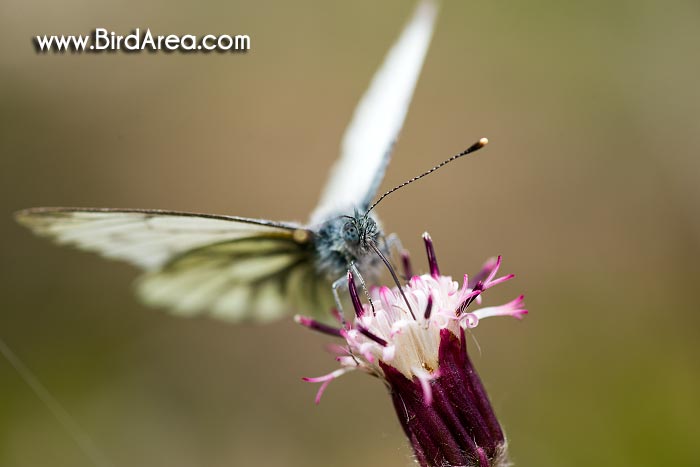 Bělásek řepkový (Pieris napi, Artogeia napi)