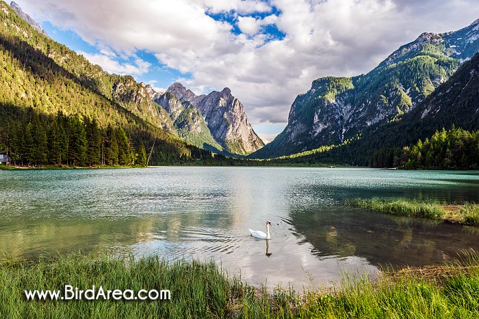 Toblacher See (Lago di Dobbiaco) and Mute Swan (Cygnus olor, Anas olor)