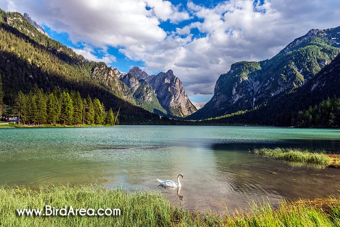 Toblacher See (Lago di Dobbiaco) a labuť velká