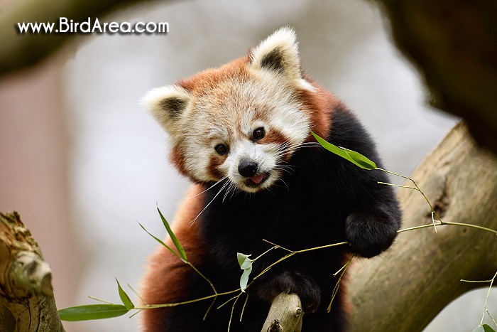 Red Panda, Ailurus fulgens