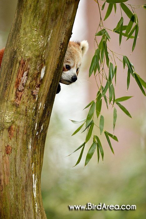 Red Panda, Ailurus fulgens