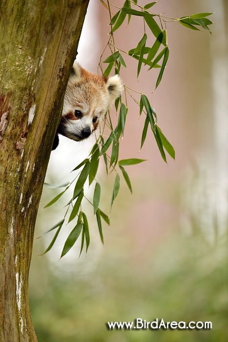 Red Panda, Ailurus fulgens