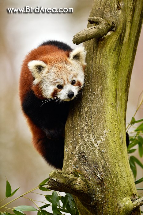 Red Panda, Ailurus fulgens