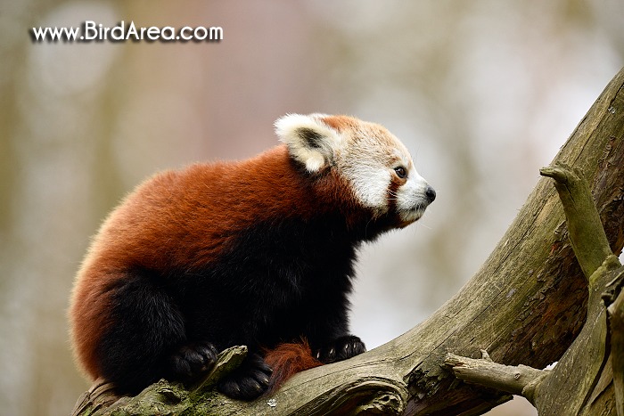 Red Panda, Ailurus fulgens