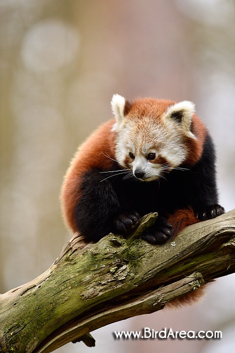 Red Panda, Ailurus fulgens