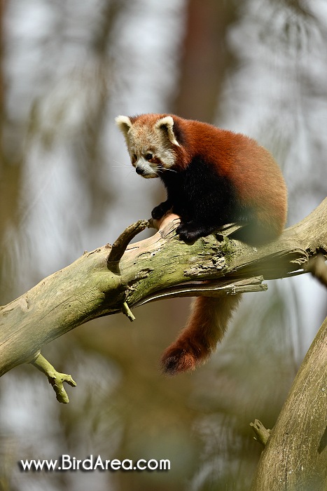 Red Panda, Ailurus fulgens