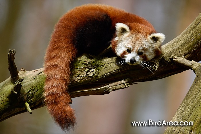 Red Panda, Ailurus fulgens