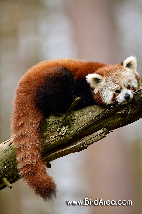 Red Panda, Ailurus fulgens