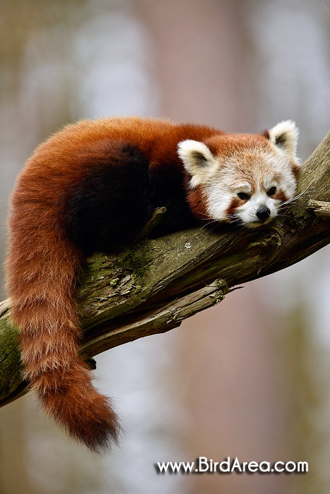 Panda červená, Ailurus fulgens