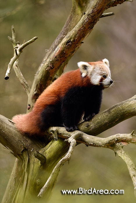 Red Panda, Ailurus fulgens