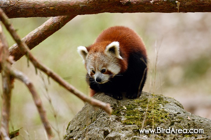 Red Panda, Ailurus fulgens