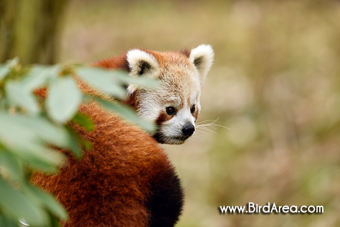 Red Panda, Ailurus fulgens