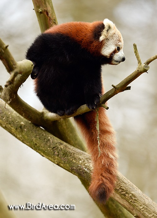 Red Panda, Ailurus fulgens