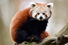 Red Panda, Ailurus fulgens