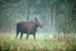 Los evropský, European Elk, Alces alces