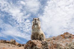 Veverka berberská, Barbary Ground Squirrel, Atlantoxerus getulus
