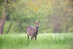 Srnec obecný, European Roe Deer, Capreolus capreolus