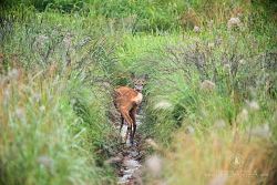 Srnec obecný, European Roe Deer, Capreolus capreolus