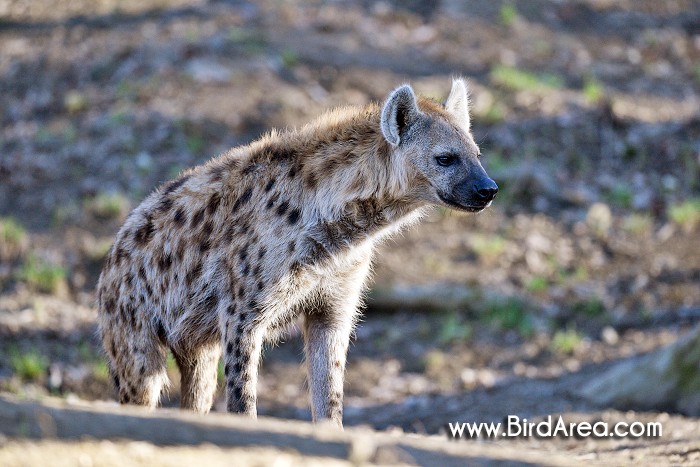 Spotted Hyena,Crocuta crocuta