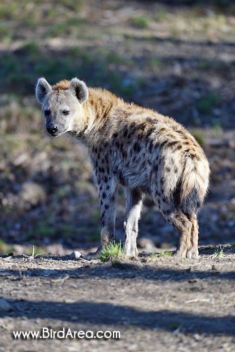 Hyena skvrnitá,Crocuta crocuta