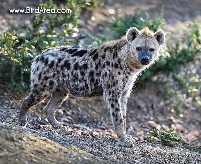 Spotted Hyena,Crocuta crocuta