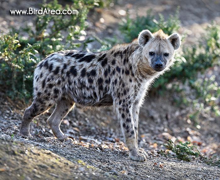 Hyena skvrnitá,Crocuta crocuta