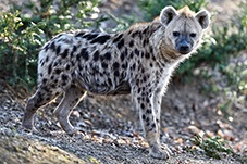 Spotted Hyena, Crocuta crocuta