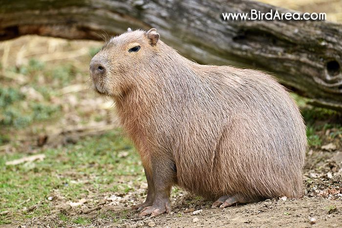 Kapybara, Hydrochaeris hydrochaeris