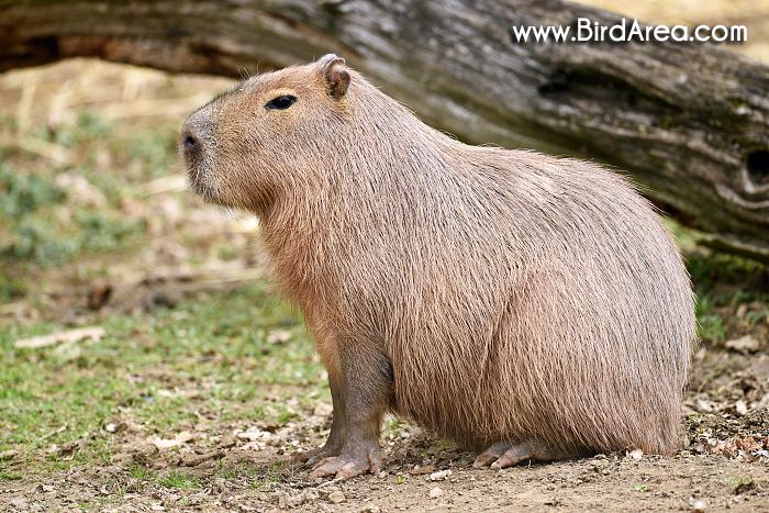 Capybara, Hydrochaeris hydrochaeris