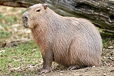 Capybara, Hydrochaeris hydrochaeris