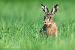 Zajíc polní, Brown Hare, Lepus europaeus