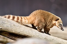 Brown-nosed Coati, Nasua nasua