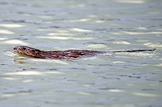 Muskrat, Ondatra zibethicus