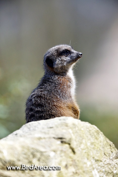 Meerkat, Suricate, Suricata suricatta