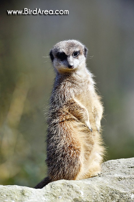 Meerkat, Suricate, Suricata suricatta