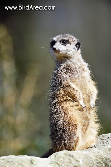 Meerkat, Suricate, Suricata suricatta