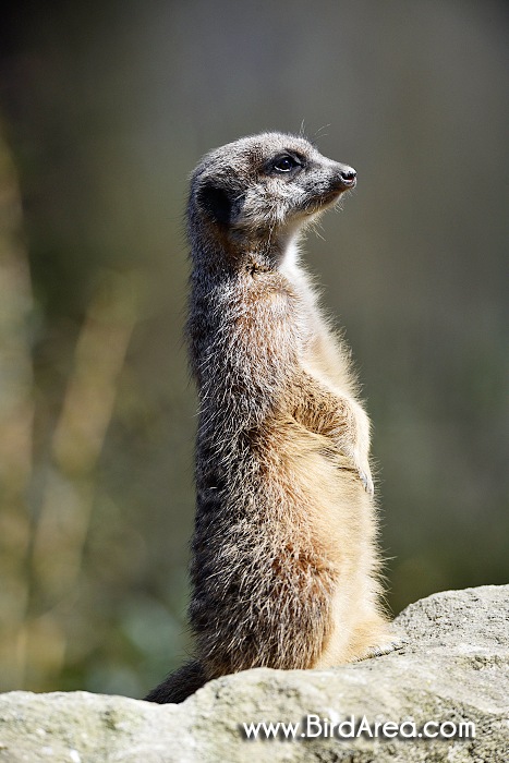 Meerkat, Suricate, Suricata suricatta