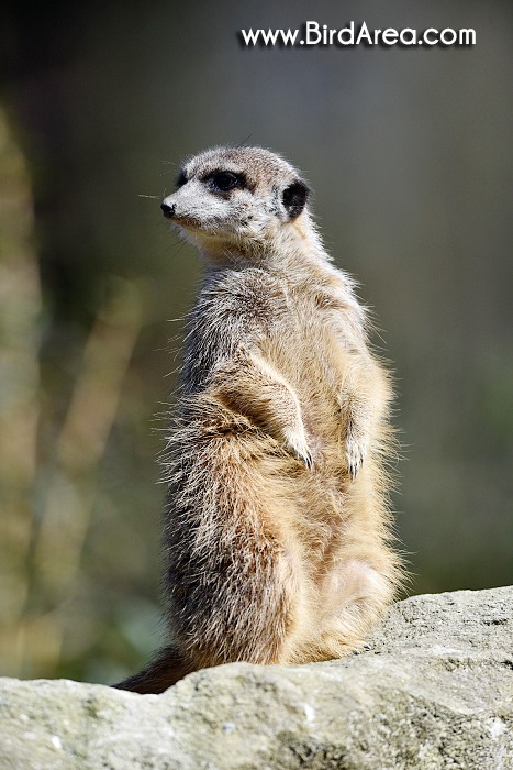 Meerkat, Suricate, Suricata suricatta