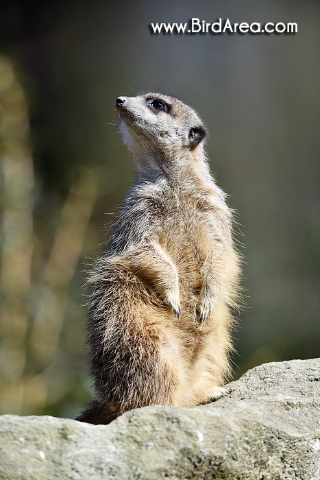 Meerkat, Suricate, Suricata suricatta