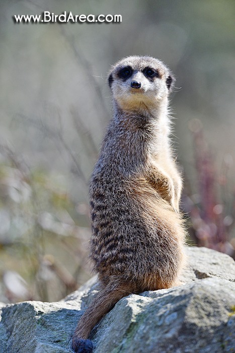 Meerkat, Suricate, Suricata suricatta