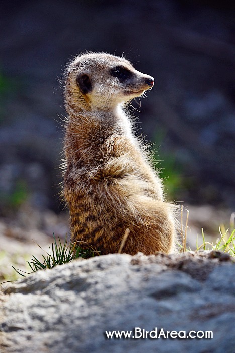 Meerkat, Suricate, Suricata suricatta