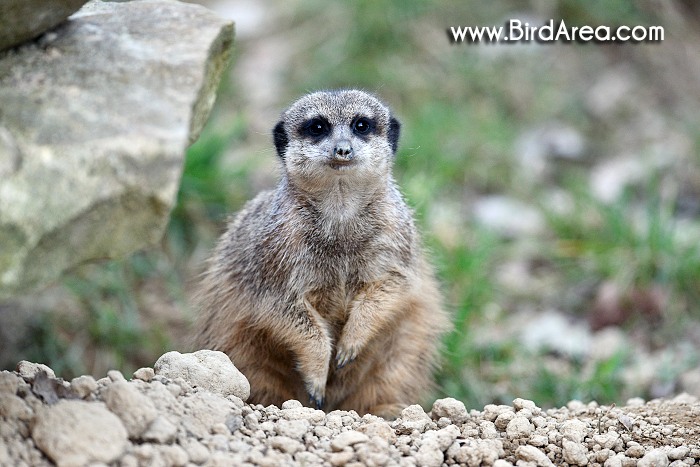 Meerkat, Suricate, Suricata suricatta