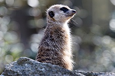 Meerkat, Suricate, Suricata suricatta