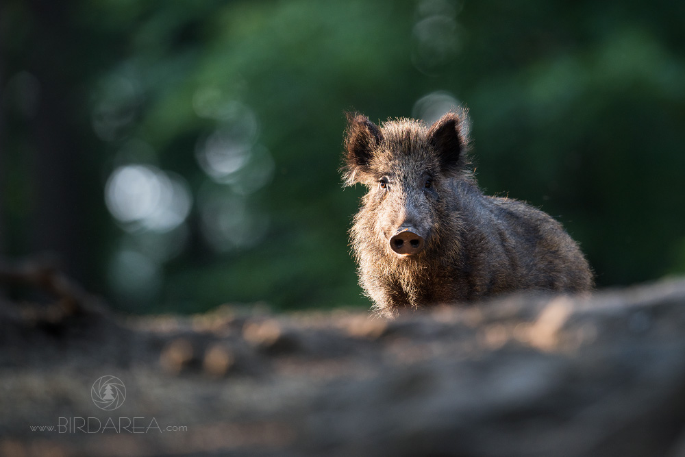 Prase divoké, Eurasian Wild Boar, Sus scrofa