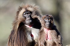 Dželada hnědá, Theropithecus gelada