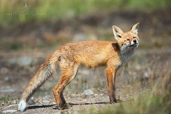 Liška obecná, Red Fox, Vulpes vulpes